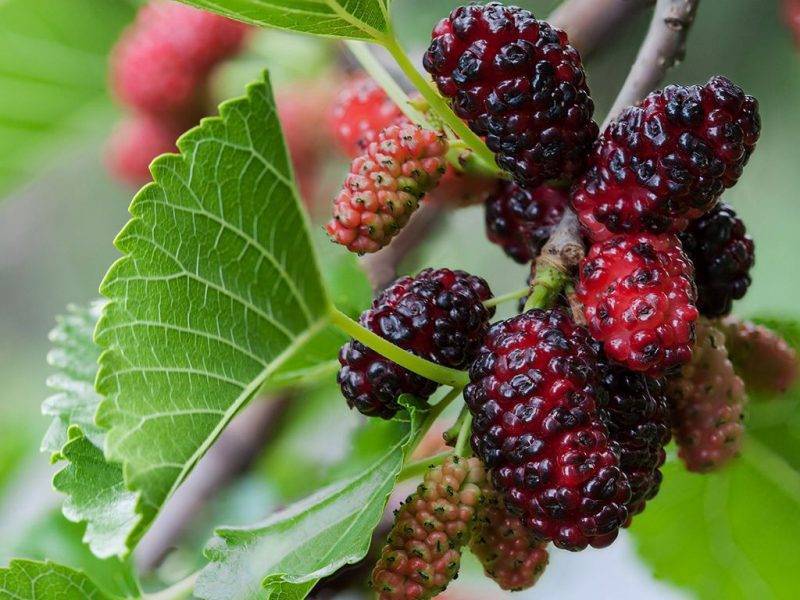 Шелковица купить саженцы из питомнике в Волжске