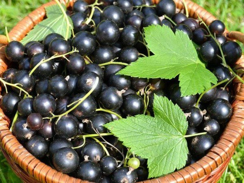 Смородина купить саженцы из питомника в Волжске