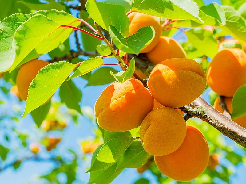 Абрикос купить саженцы из питомнике в Волжске