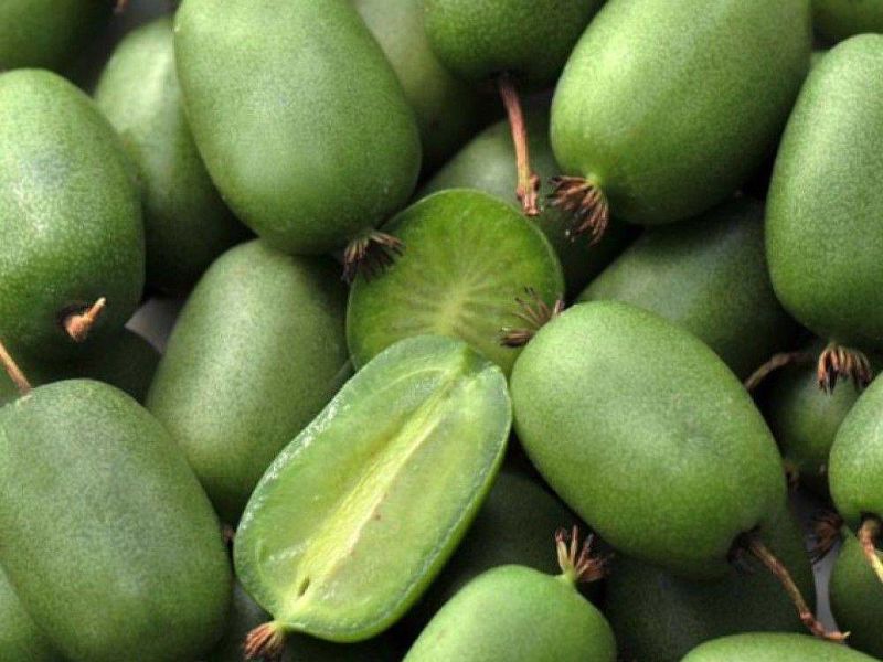 Актинидия купить саженцы из питомнике в Волжске