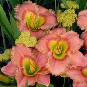 Лилейник "ЭЛЕГАНТ КЭНДИ"