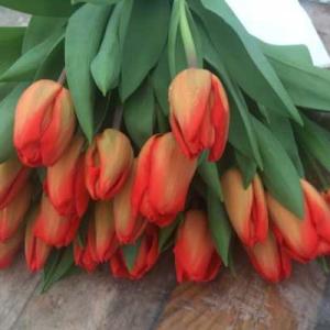 Тюльпан "ЛАЛИБЕЛА" (5 штук)