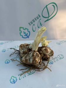 Лилия "ПАРИЖ ХАРТ" 3 штуки (размер 18/20)