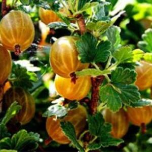 Крыжовник "ЗОЛОТИСТЫЙ"