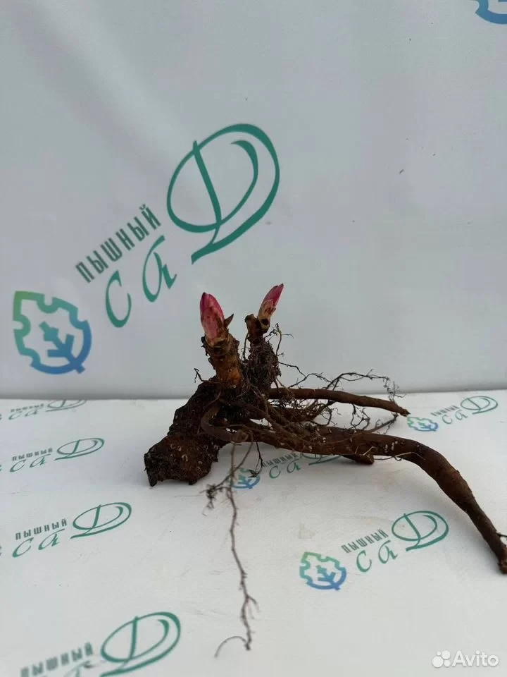 Пион Голубой Лотос