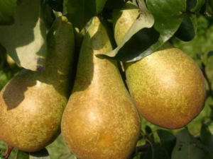 Груша "ДАГЕСТАНСКАЯ ЛЕТНЯЯ"