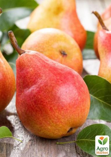 Груша "ДОЛОРЕС"